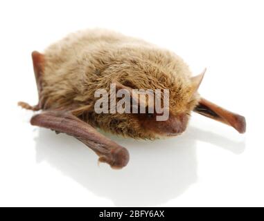 small bat, isolated on white. Stock Photo