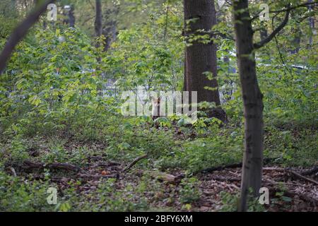 A young fox hiding behind shrubs in public city park at dusk, Berlin Tiergarten Stock Photo