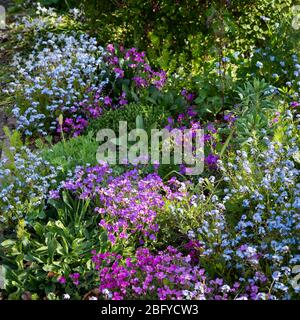 A spring flower bed with purple Aubretia Royal Series and blue forget-me-nots ( Myosotis sylvatica) in dappled shade. Stock Photo