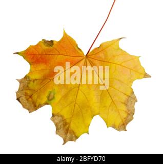 bright autumn maple leaf, isolated on white Stock Photo