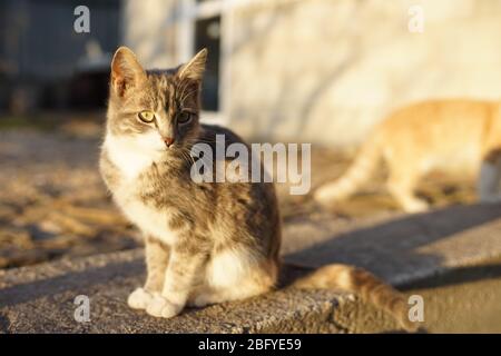 Cute ash kitten sitting on the stone floor outdoor. Cat portrait in sunny day. Stock Photo