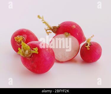 radish red baby isolated with white background Stock Photo