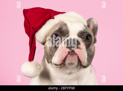 French Bulldog wearing a santa hat, UK. Stock Photo