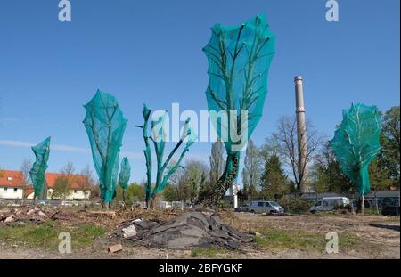 Leipzig, Germany. 20th Apr, 2020. Bird protection nets are attached to trees in the Leipzig district of Connewitz. Credit: Birgit Zimmermann/dpa-Zentralbild/ZB/dpa/Alamy Live News Stock Photo