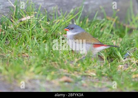 Swee Waxbill (Coccopygia melanotis), adult female standing on the ground, Western Cape, South Africa Stock Photo