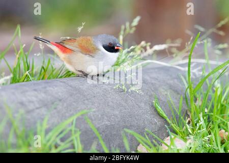 Swee Waxbill (Coccopygia melanotis), adult male standing on the ground, Western Cape, South Africa Stock Photo