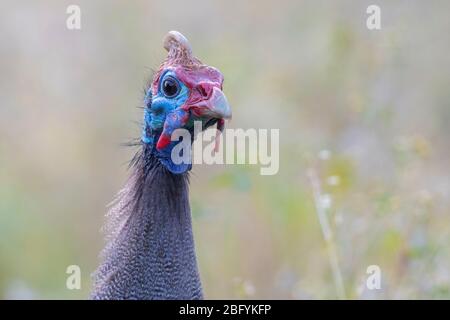 Helmeted Guineafowl (Numida meleagris), adult close-up, Western Cape, South Africa Stock Photo