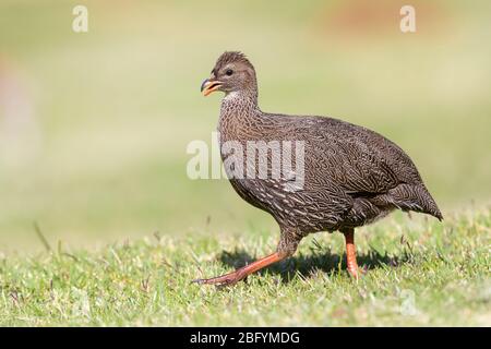 Cape Spurfowl (Pternistis capensis), side view of an adult female walking, Western Cape, South Africa Stock Photo