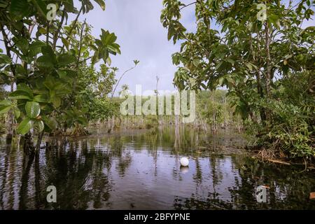 View of the bush in wetlands and reflection in the water Stock Photo