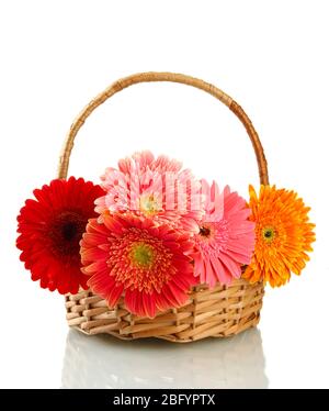 beautiful gerbera flowers in basket isolated on white Stock Photo