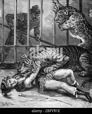 Queen of Lions, Lion Tamer or Lion Trainer, Helen Blight Mauled & Killed by Tigers in Cage London England. Vintage of Old Illustration or Engraving 1889 Stock Photo