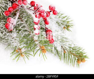Rowan berries with spruce covered with snow Stock Photo - Alamy