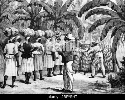 Banana plantation, Jamaica Stock Photo - Alamy