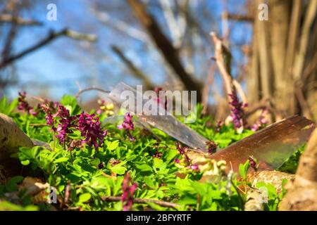 Corydalis cava growing next to plastic waste on a covered landfill in Bad Iburg in northwest Germany. Stock Photo