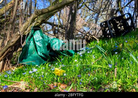 Scilla luciliae or glory-of-the-snow and narcissus pseudonarcissus or wild daffodil or lent lily growing next to plastic waste on a covered landfill i Stock Photo