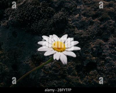 white daisy closeup on dark background Stock Photo