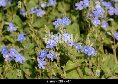 Germander Speedwell Veronica chamaedrys blue wild spring flower growing in a hedgerow Stock Photo