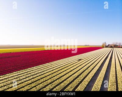 Aerial drone flying over beautiful colored tulip field in Netherlands. Drone view of bulb Agriculture fields with flowers. Fly over Dutch polder lands Stock Photo