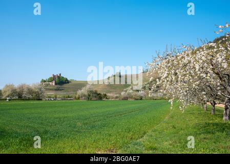 Ortenberg Castle in spring, Ortenberg, Black Forest, Baden-Wurttemberg, Germany, Europe Stock Photo