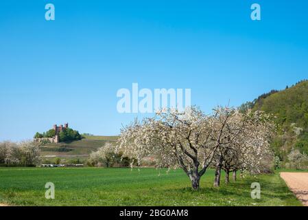 Ortenberg Castle in spring, Ortenberg, Black Forest, Baden-Wurttemberg, Germany, Europe Stock Photo