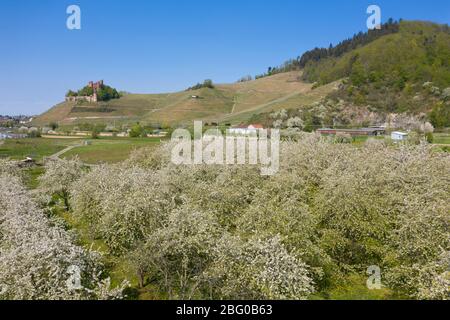 Drone aerial view, Ortenberg Castle in spring, Ortenberg, Black Forest, Baden-Wurttemberg, Germany, Europe