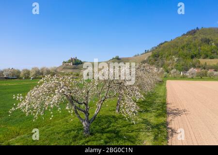 Drone aerial view, Ortenberg Castle in spring, Ortenberg, Black Forest, Baden-Wurttemberg, Germany, Europe