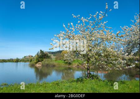 Lake Moeschlesee in front of Ortenberg Castle, Ortenberg, Black Forest, Baden-Wurttemberg, Germany, Europe Stock Photo