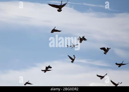 An optical illusion of a distant civil airliner appearing to be among a flock of geese flying over the  West Potomac Park, in Washington, D.C, USA Stock Photo