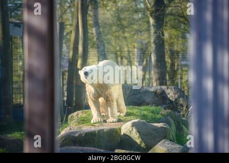 20 April 2020, Schleswig-Holstein, Neumünster: A polar bear stands on a rock in its enclosure shortly after the reopening of the Neumünster Zoo. The zoo was temporarily closed for visitors due to the Corona pandemic. Photo: Gregor Fischer/dpa Stock Photo