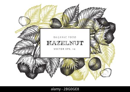 Hand drawn sketch hazelnut design template. Organic food vector illustration on white background. Vintage nut illustration. Engraved style botanical b Stock Photo