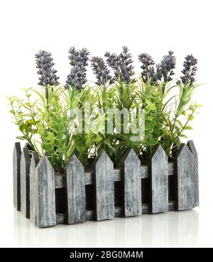 Decorative lavender in wooden box isolated on white Stock Photo