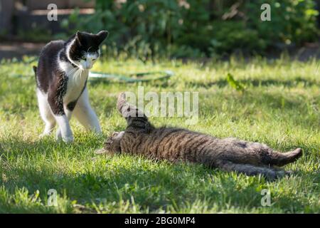 Two cats fighting in a garden Stock Photo