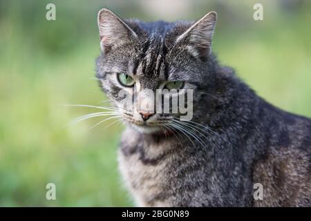 Portrait of a beautiful grey striped cat looking straight into the camera Stock Photo