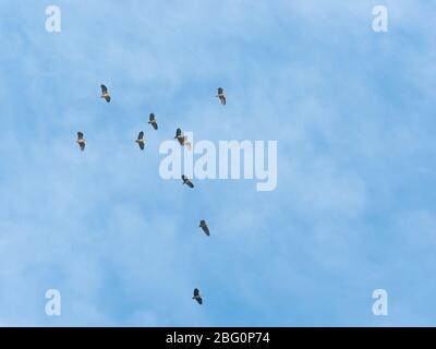 flock consisting of 10 gray herons flying in the blue sky Stock Photo