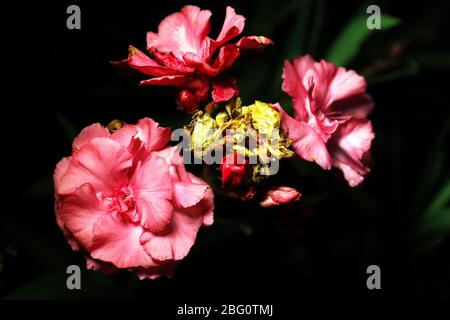 Beautiful flowers shot in vivid color with bright amazing colors for art or background screensaver fun. Stock Photo