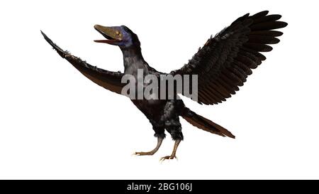 Archaeopteryx, bird-like dinosaur from the Late Jurassic period around 150 million years ago isolated on white background Stock Photo