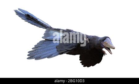 Archaeopteryx, bird-like dinosaur from the Late Jurassic period around 150 million years ago isolated on white background Stock Photo