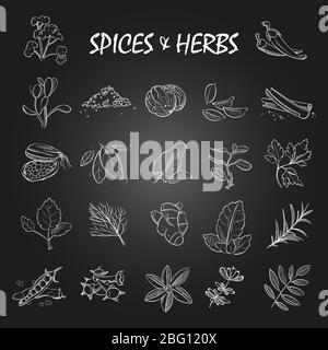 Sketch spices and herbs collection on chalkboard background. Vector illustration Stock Vector