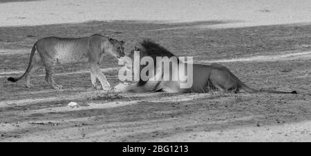 Black maned lion panthera leo meeting one of lion sub adults with tension and sniffing each other, Kgalagadi Park, Northern Cape, South Africa Stock Photo