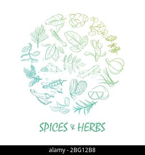 Hand drawn spice and herbs bright round concept design. Vector illustration Stock Vector
