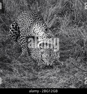 A stocky, strong and stealthy cat that has a yellow color with black spots. pair of leopards mating in some long grass Kruger Park, South Africa, Stock Photo