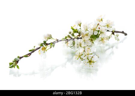 branch with plum flowers isolated on a white background Stock Photo