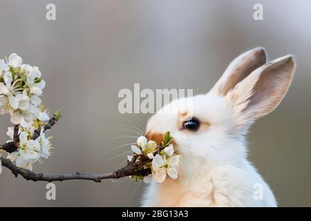 cute white rabbit eating plum tree flowers Stock Photo