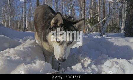 Woman and small child walking running in winter forest with of husky dog. Young mother with daughter in park with huskies dog. Friendship pet human. Stock Photo