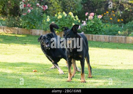 an old female and an old male beauceron or Beauce shepherd play play in a green and flowered garden in summer Stock Photo