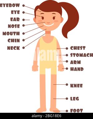 Cartoon little girl. Vocabulary of human body parts vector set. Illustration of female kid body name vocabulary Stock Vector