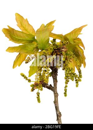 Wind pollinated spring flowers and emerging foliage of the pedunculate oak, Quercus robur, on a white background