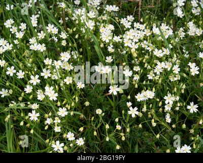 Massed white flowers of the spring blooming UK wildflower, Stellaria holostea, greater stichwort, in a Devon hedgerow Stock Photo
