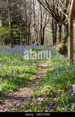 A path in a forest surrounded by bluebell flowers in spring Stock Photo