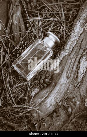 Perfume bottle among the roots of cones and needles. Rectangular glass bottle on the ground in the morning forest. Perfumery goods. Close-up. Selectiv Stock Photo